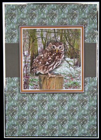 Little Owl 3D Decoupage by Carol Bath 