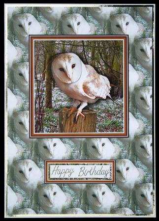 Barn Owl Background Sheet by Carol Bath 