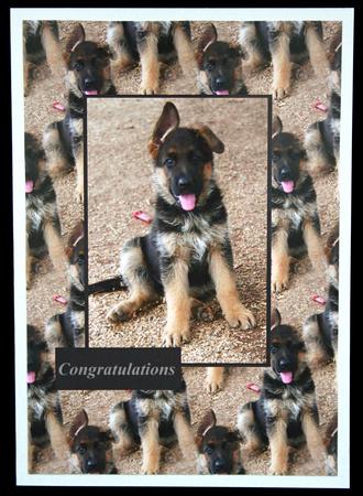 The Alsation Pup by Carol Bath 