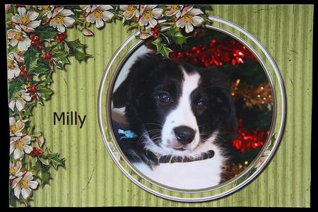 Holly Days Brag Book by Carol Bath 