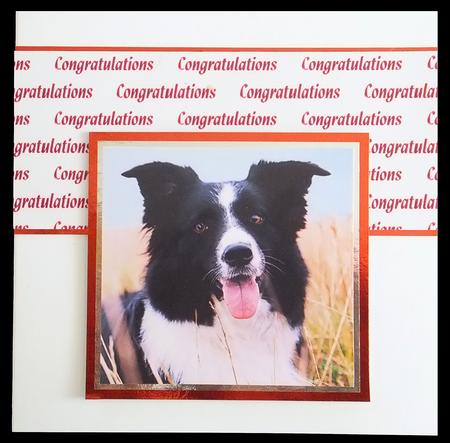 Congratulations Dark Pink Background by Carol Bath 
