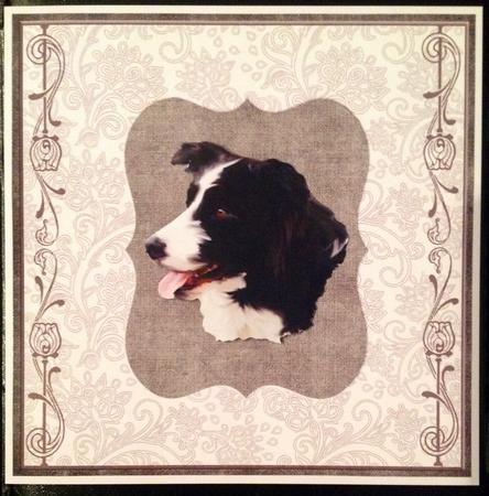 Border Collie Head by Carol Bath 