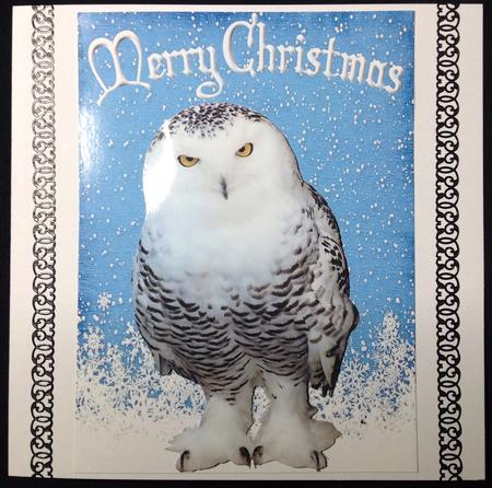 Snowy White Owl in the Snow by Carol Bath 