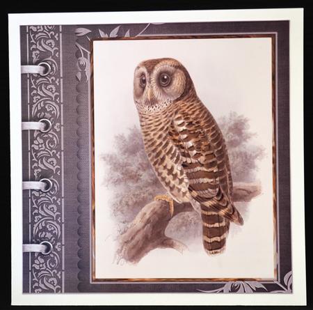 Owl Toppers and Sentiment Tags by Carol Bath 