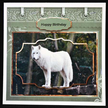 White Wolf Card with Shaped Layers by Carol Bath 