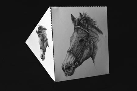 Horse Head in Pencil by Carol Bath 