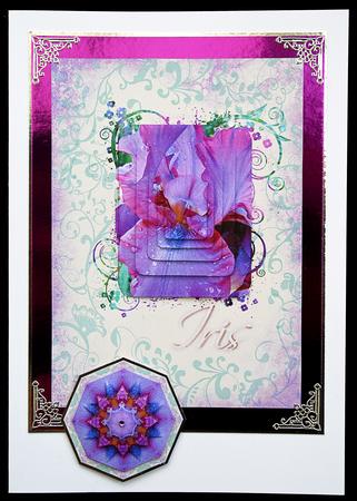 Irresistible Iris by Carol Bath 