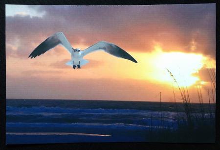 Bg Seagull by Carol Bath 