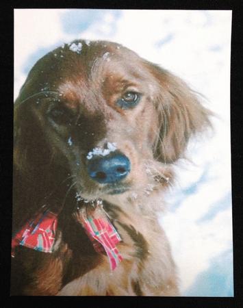 A4 It's Only Snow by Carol Bath 