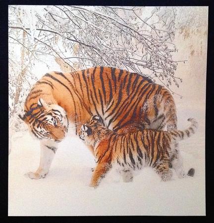Because We Love Furries - Gorgeous Tigers in the Snow + Tag+ by Carol Bath 