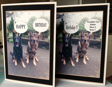German Shepherd by CAROL LODGE