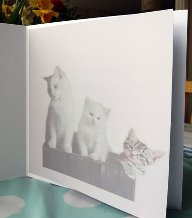 baby kittens by CAROL LODGE