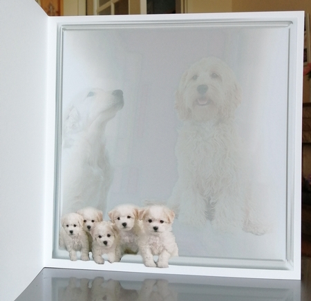 meet the family  by CAROL LODGE