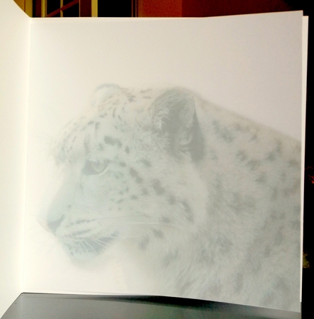 snow leopard by CAROL LODGE