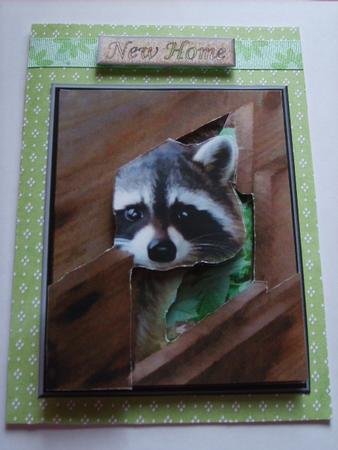Raccoon Peeping 3D Decoupage by Carol McDonald
