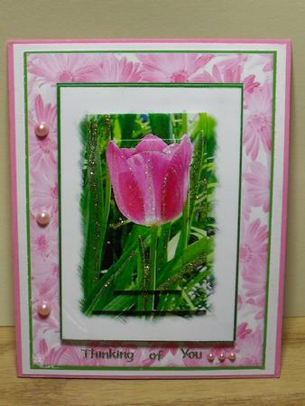 Pink Tulip by Carol N Watson
