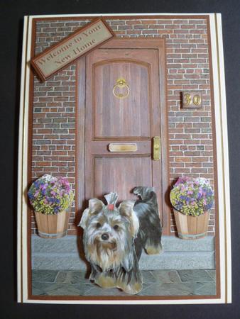 Yorkshire Terrier on a Door Step by Carol Sear