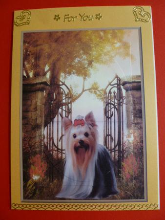 Garden Yorkie by Carol Sear
