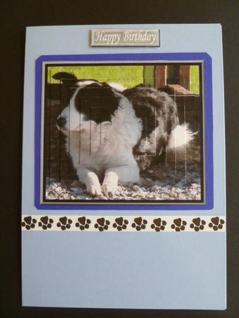 Border Collie Pyramid by Carol Sear
