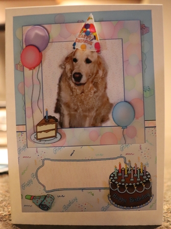 Golden Retriever Dog Birthday Card Front by Carol Van Der Helm