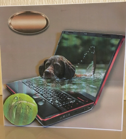 fetch by Carole McGregor