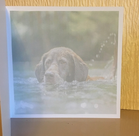 fetch by Carole McGregor