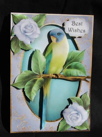 Pretty Parakeet & Roses by Carolyn Norris