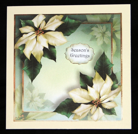 Ivory Poinsettias For Christmas 8x8 by Carolyn Norris