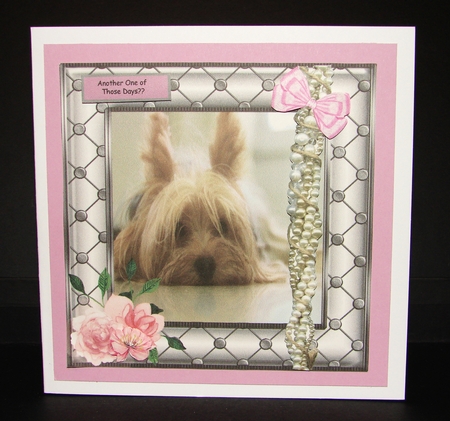 YORKIE LOVE by Carolyn Norris