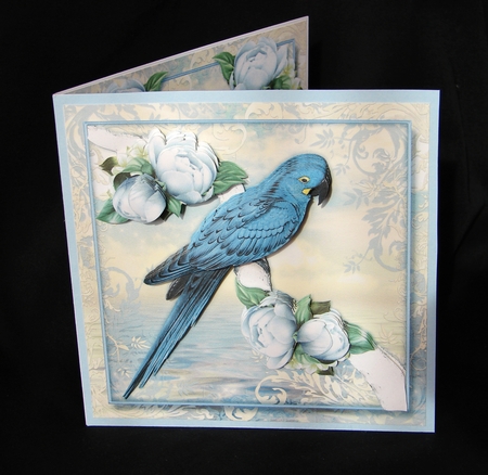 Feathers by Carolyn Norris