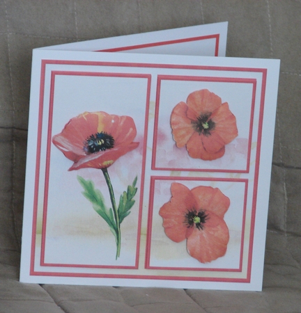 Wild poppy 7x7 card by Carolyn Norris
