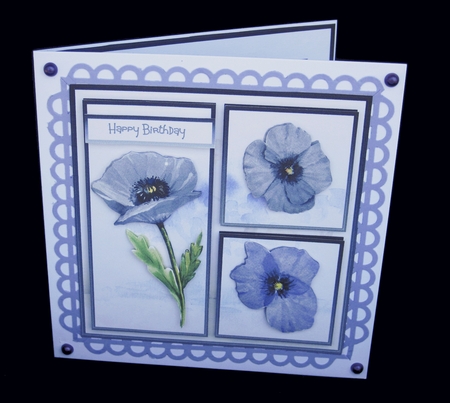 Purple poppy by Carolyn Norris