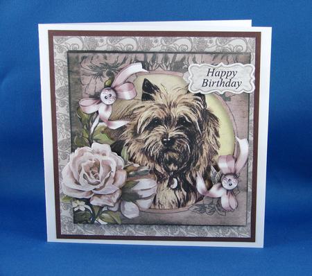 Cairn Terrier by Carolyn Norris