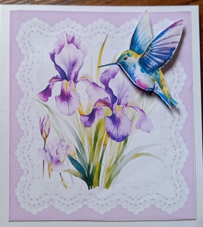 Purple Iris On Lace With Pretty Humming Birds 8x8 (Three) by Carolynne Barratt