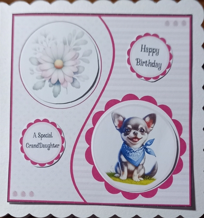 Chihuahuas and Daisies by Carolynne Barratt
