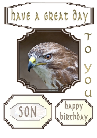 Birthday Falcon by Catherine Casey
