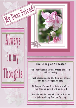 The Story of A Sweet Pea by Catherine Casey