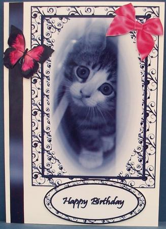 Gorgeous Kitten in Black & White Frame by Cheryl French