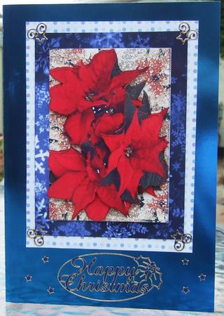 Poinsettia, in Blue Frame by Chris Keys