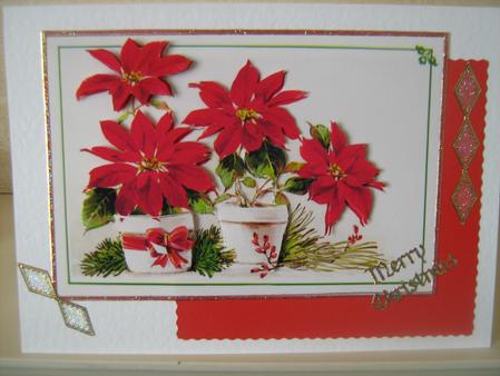 Christmas Flowers by Christine  Duncan