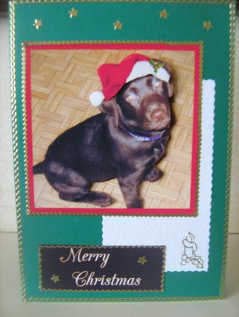 Christmas Lab by Christine  Duncan