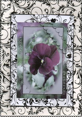 Pantastic,muted Pansys by Christine Easey