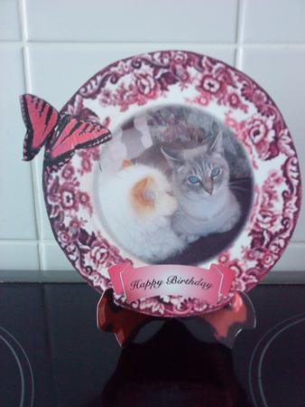 Cat Plate by Christine Easey