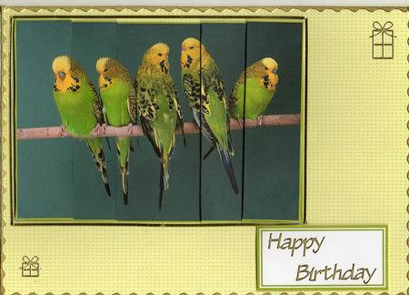 5 Green & Yellow Budgies Sat in a Row Side Stacker by Christine Easey
