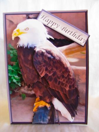 Bald Eagle 3D Decoupage by Christine Pagan