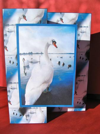 Mute Swan Fold Back by Christine Pagan