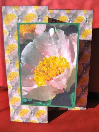 Blush Pink Poppy by Christine Pagan