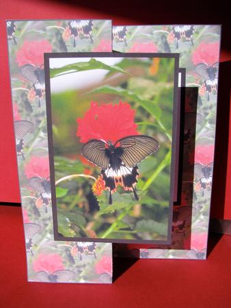 Butterfly on Flower Fold Back by Christine Pagan