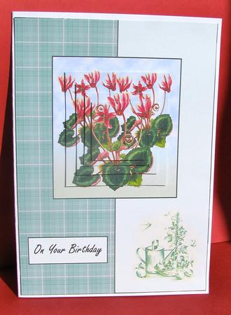 Cyclamen and Tartan by Christine Pagan