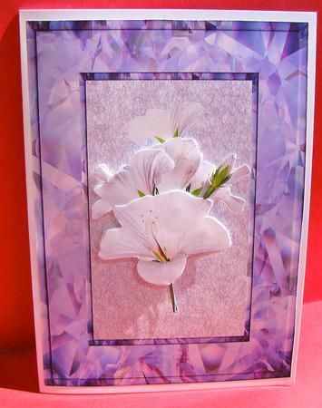 My Withe Hibiscus by Christine Pagan